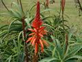 krantz aloe